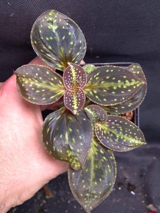 18-06-26 WYSIWYG Sonerila dongii - dark form, double specimen
