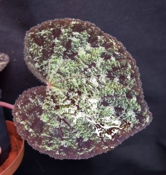 18-06-26 WYSIWYG Begonia sp. Kon Tum - new species with turquoise-metallic leaves, adult specimen
