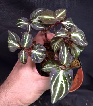18-06-26 WYSIWYG Sonerila sp. Glowing Veins - big multi-stemmed specimen