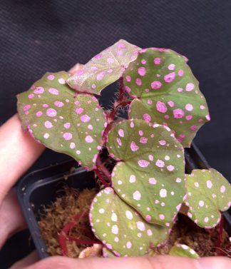 18-06-26 WYSIWYG Begonia sp. Muara Wahau - miniature species