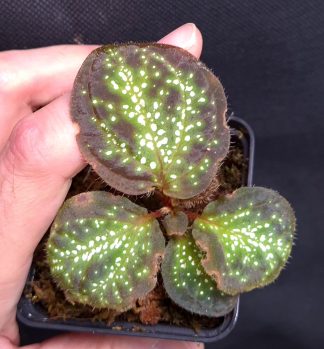 18-06-26 WYSIWYG Sonerila sp. Glowing Dots (multi-small-dotted form)