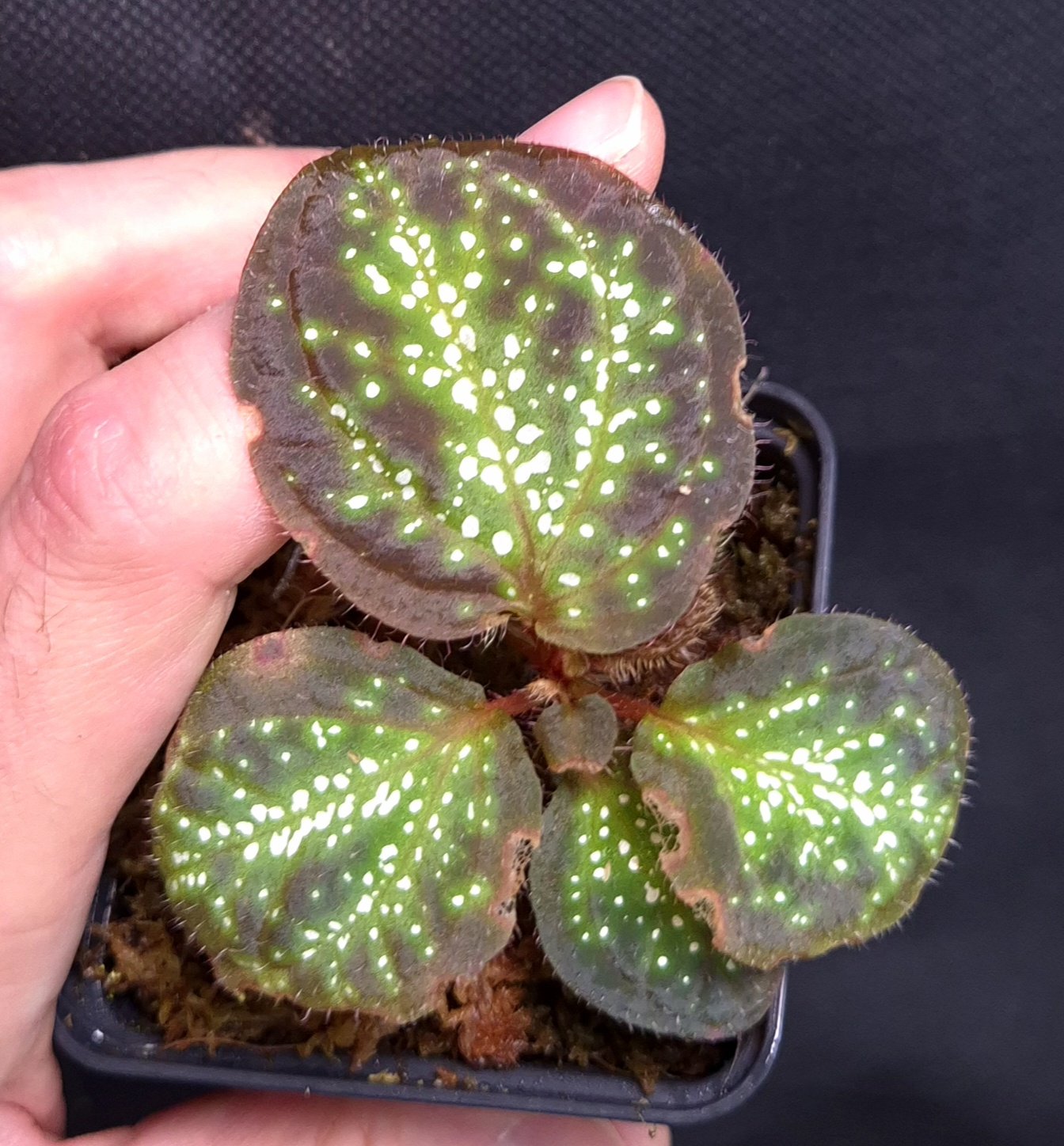 18-06-26 WYSIWYG Sonerila sp. Glowing Dots (multi-small-dotted form)