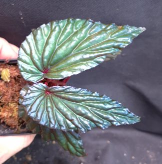 18-06-26 WYSIWYG Begonia aff. daunhitam - ultra iridescent