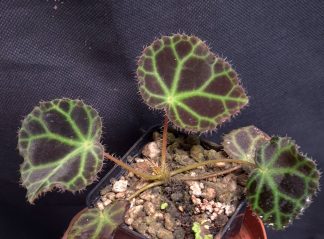 18-06-26 WYSIWYG Begonia droopiae (Sumatra) - very rare species, adult specimen