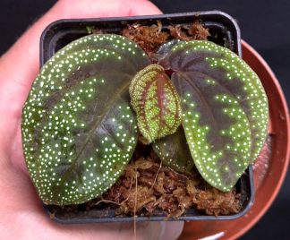 18-06-26 WYSIWYG Sonerila sp. Galaxy Arms - selected specimen