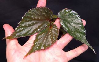 28-06-26 WYSIWYG Begonia sp. Kalimantan Pink Dots - adult, new release