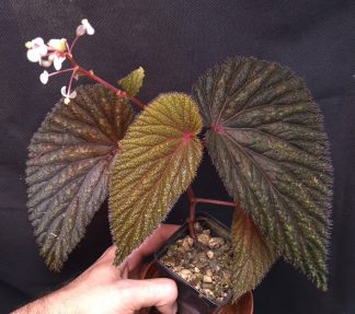 28-06-26 WYSIWYG Begonia sp. Jerawi - dark form XL specimen, flowering