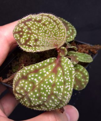 28-06-26 WYSIWYG Sonerila sp. Pink Dots