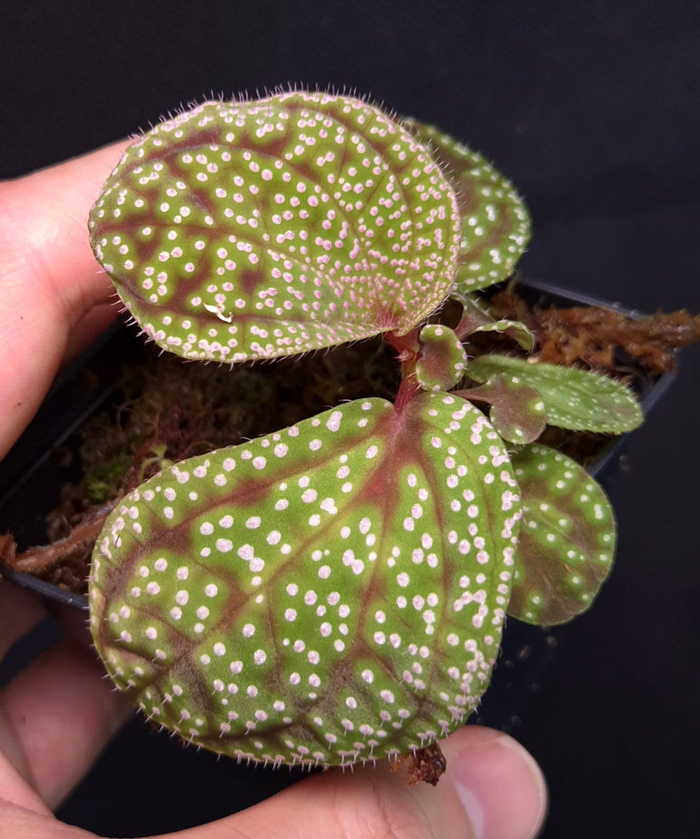 28-06-26 WYSIWYG Sonerila sp. Pink Dots