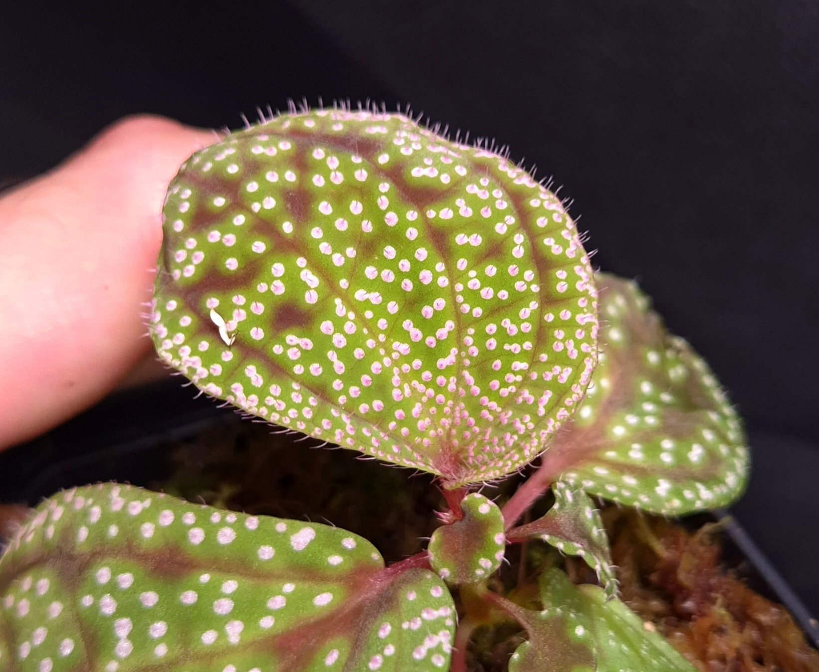 28-06-26 WYSIWYG Sonerila sp. Pink Dots - Image 2