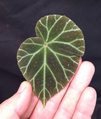 28-06-26 WYSIWYG Begonia locbaosangii - green-veined specimen