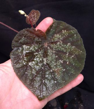 28-06-26 WYSIWYG Begonia sp. Kon Tum - new species, dark specimen, flowering