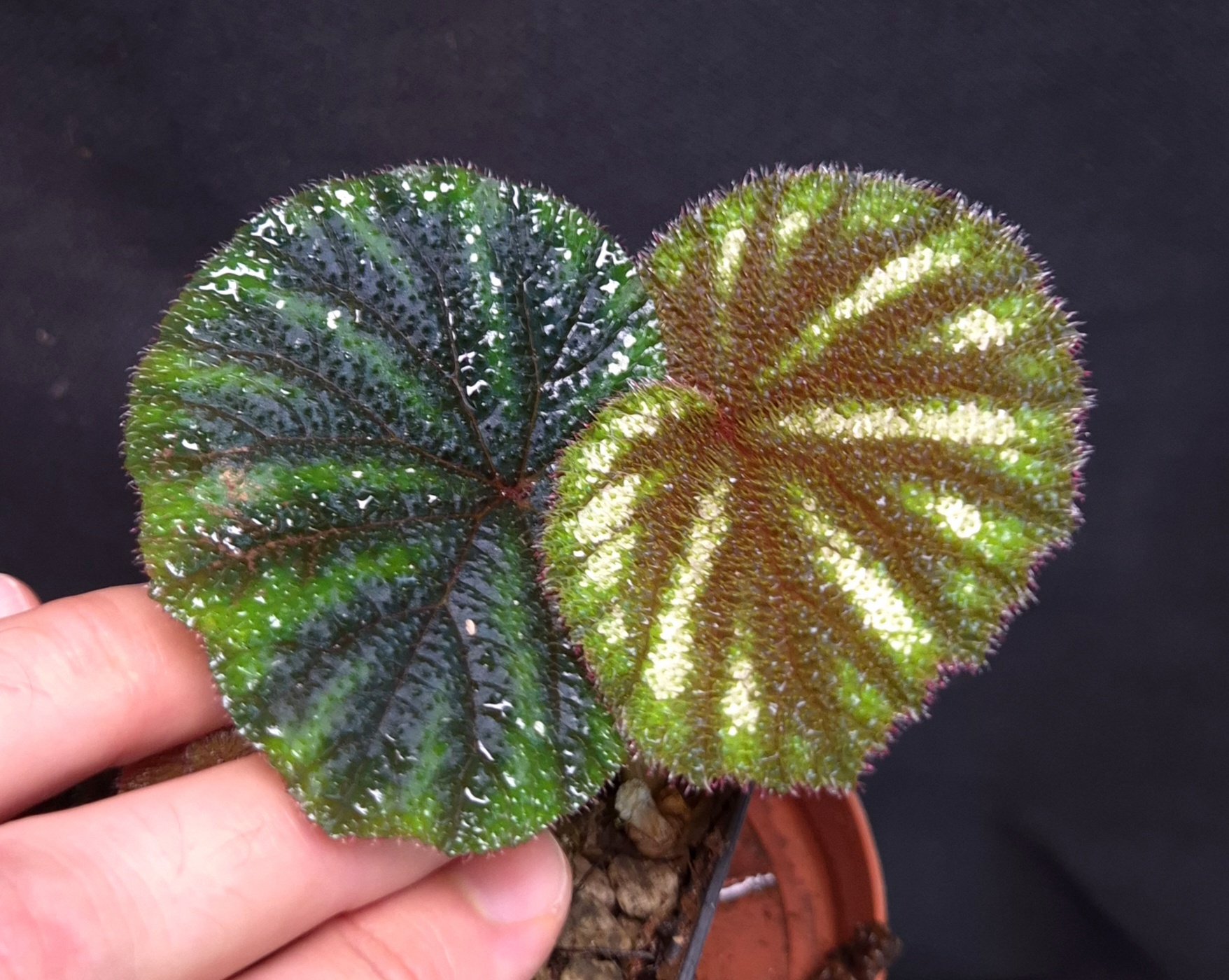 28-06-26 WYSIWYG Begonia versicolor - special, delicately iridescent form - Image 2