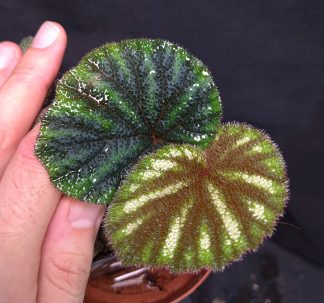 28-06-26 WYSIWYG Begonia versicolor - special, delicately iridescent form