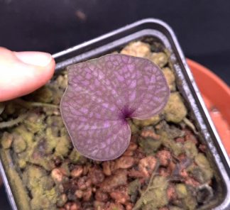 28-06-26 WYSIWYG Nervilia sp. Thailand - stunning new species with purple leaves, miniature orchid