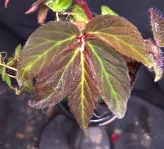 28-06-26 WYSIWYG Begonia aff. kalimantana - new beautiful species