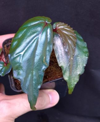 28-06-26 WYSIWYG Begonia kapuashuluensis (= sp. Temuyuk) - selected specimen