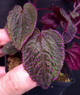 28-06-26 WYSIWYG Sarcopyramis sp. Serimbu - giant, dark & purple species, double flowering specimen