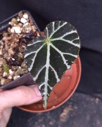 28-06-26 WYSIWYG Begonia locbaosangii - black&white specimen
