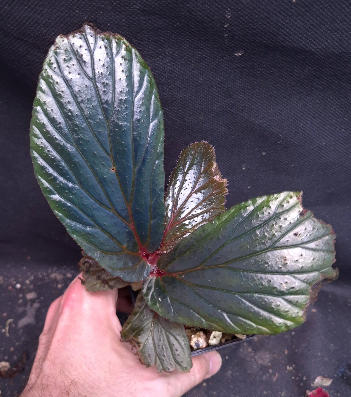 28-06-26 WYSIWYG Begonia sp. Borneo Blue Hairy - iridescent species