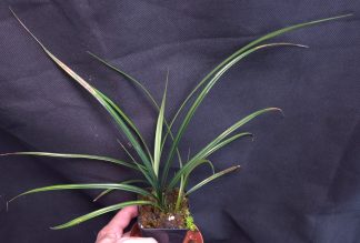 28-06-26 WYSIWYG Mapania caudata - large, multi-stemmed specimen