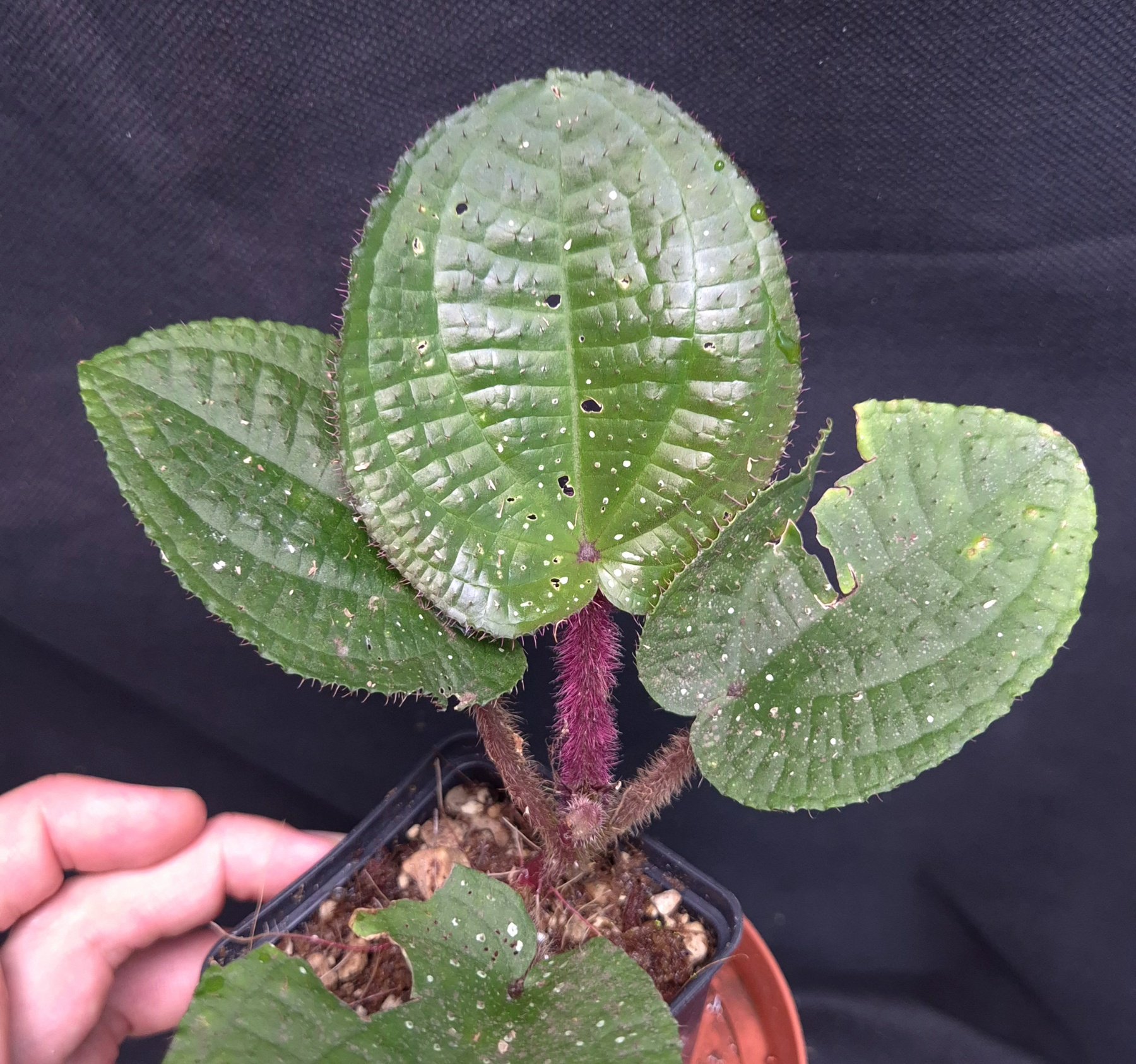 28-06-26 WYSIWYG Phyllagathis guttata - new release
