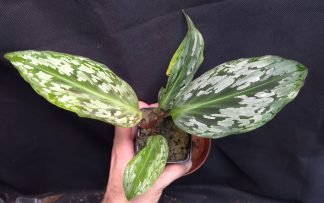 28-06-26 WYSIWYG Cornukaempferia aurantiflora - beautiful Zingiberaceae, new release