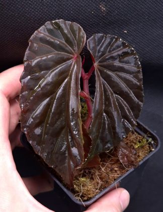 5-07-26 WYSIWYG Begonia sp. Black Blood - dark rarity