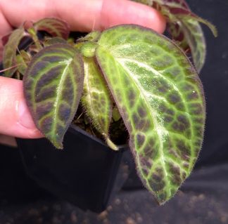 5-07-26 WYSIWYG Sonerila sp. Embaloh - extremely rare new species