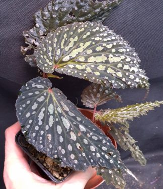 5-07-26 WYSIWYG Begonia sp. Hulu Kalis - new release, XL specimen