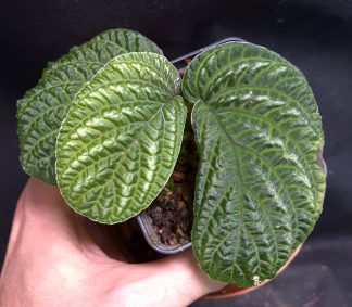 5-07-26 WYSIWYG Pentaphragma sp. Kalimantan - new release, metallic leaves