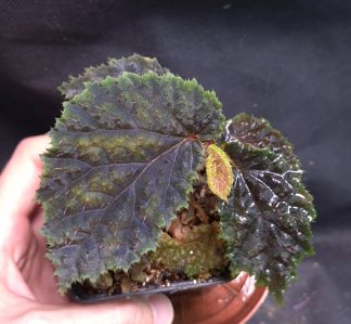 5-07-26 WYSIWYG Begonia sp. Papua (not sp. Timika)