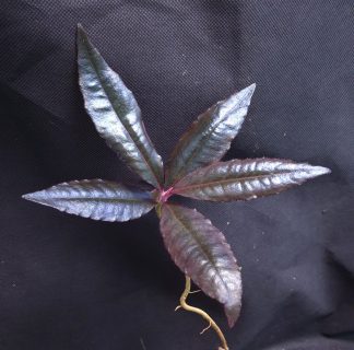 5-07-26 WYSIWYG Labisia sp. Metallic Blue - selected large specimen, iridescent plant