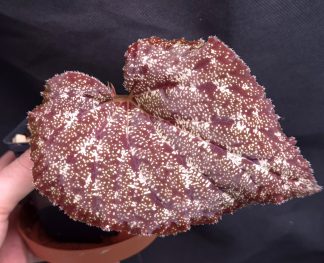 5-07-26 WYSIWYG Begonia curtisii (Krabi) - XL specimen