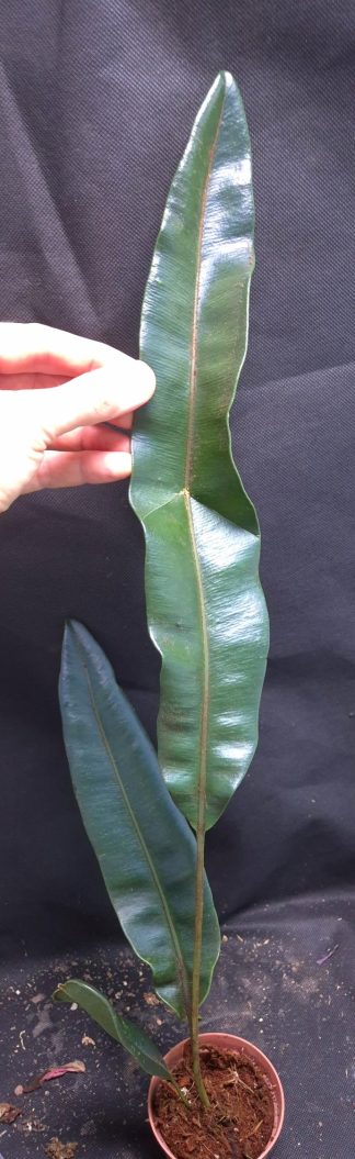9-07-26 WYSIWYG Elaphoglossum metallicum XL - huge specimen
