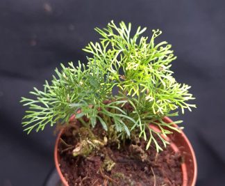 9-07-26 WYSIWYG Elaphoglossum peltatum "Super Fine" #2 - large clump