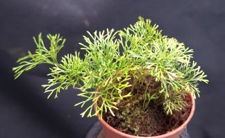 9-07-26 WYSIWYG Elaphoglossum peltatum "Super Fine" #1 - large clump