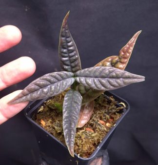 9-07-26 WYSIWYG Labisia sp. Sumatra - new release