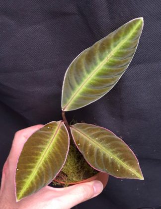 9-07-26 WYSIWYG Labisia sp. Neon Stripe - selected large specimen