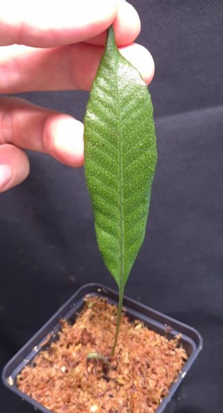 9-07-26 WYSIWYG unknown fern from Papua