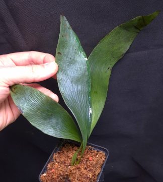 9-07-26 WYSIWYG Antrophyum callifolium - iridescent pendulous fern