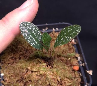 9-07-26 WYSIWYG Selliguea nebula - white-dotted fern
