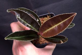 9-07-26 WYSIWYG Labisia sp. Kapuas Hulu - new dark species