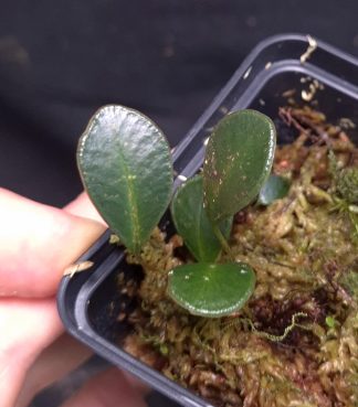 9-07-26 WYSIWYG Selliguea metacoele - miniature fern