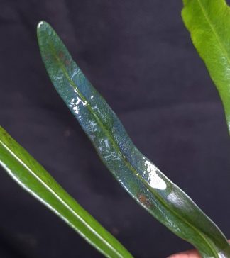 9-07-26 WYSIWYG Elaphoglossum sp. Seychelles Blue - new iridescent species