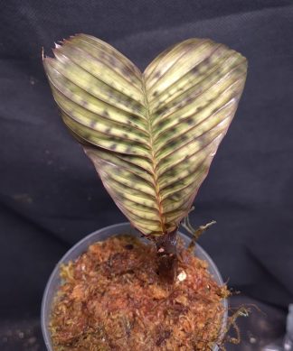 9-07-26 WYSIWYG Pinanga veitchii - mottled form, small plant