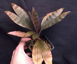 9-07-26 WYSIWYG Dicranopygium sp. Guna Yala - adult specimen