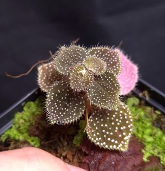 9-07-26 WYSIWYG Sarcopyramis sp. Hairy Creamy Dots - miniature species