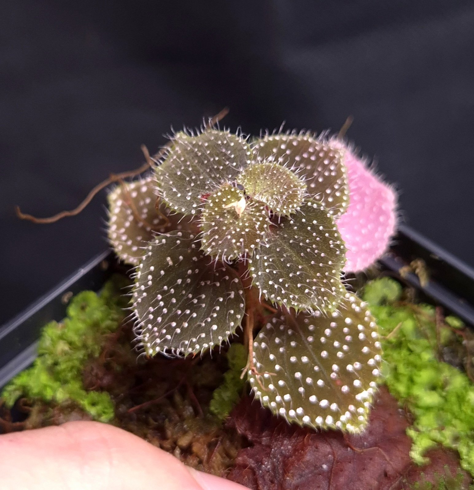 9-07-26 WYSIWYG Sarcopyramis sp. Hairy Creamy Dots - miniature species