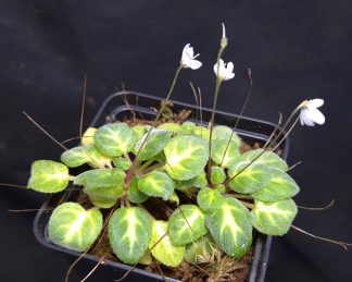 9-07-26 WYSIWYG Petrocosmea sp. Borneo - miniature Gesneriad, flowering specimen (right plant)